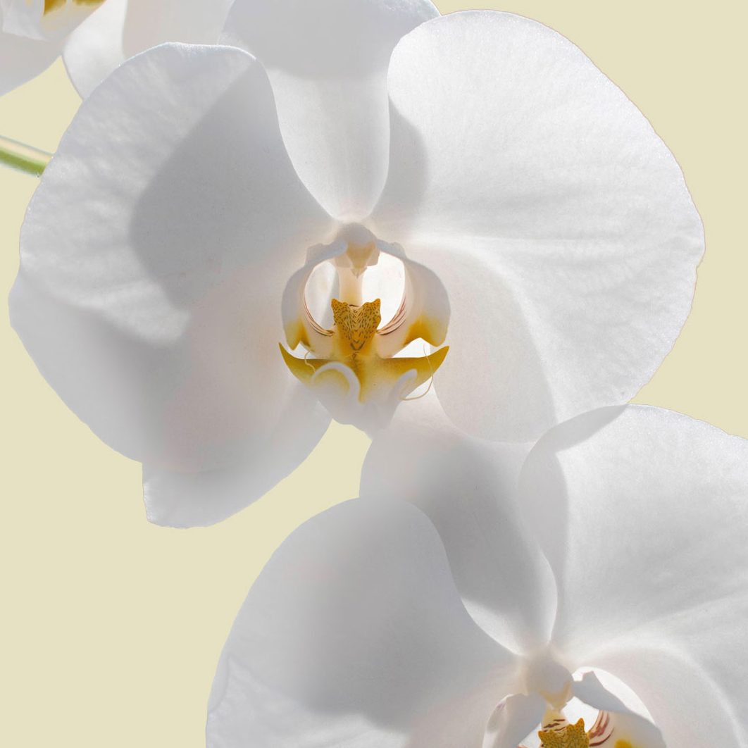 Weiße Orchideenblüten Weiße Orchideenblüten vor einem cremefarbenen Hintergrund.